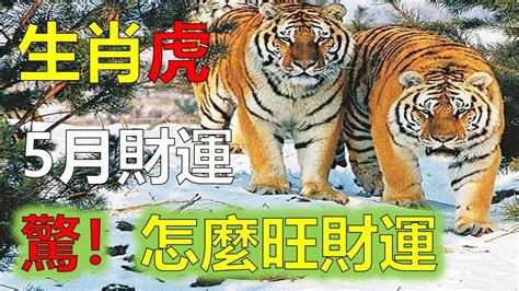 屬虎財運|發財了！屬虎12月「金錢運爆發」 事業飛黃騰達還有。